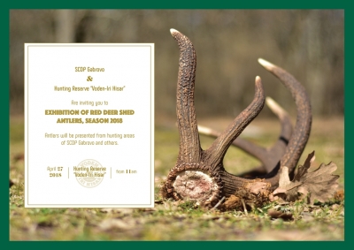 Exhibition of Red Deer shed antlers, season 2018