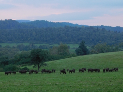 International scientific conference on the problems of breeding the European bison in Poland.