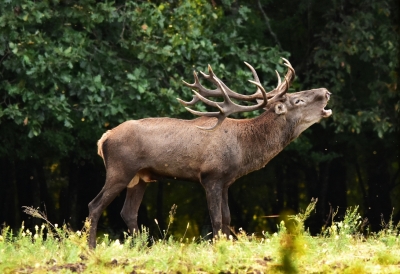 The Season of Red Deer`s Hunt'2018