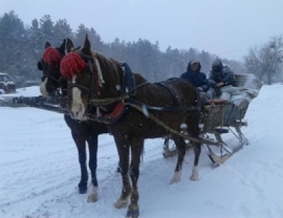 HUNTING WITH SLEIGH AND HORSE RUN
