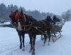 HUNTING WITH SLEIGH AND HORSE RUN
